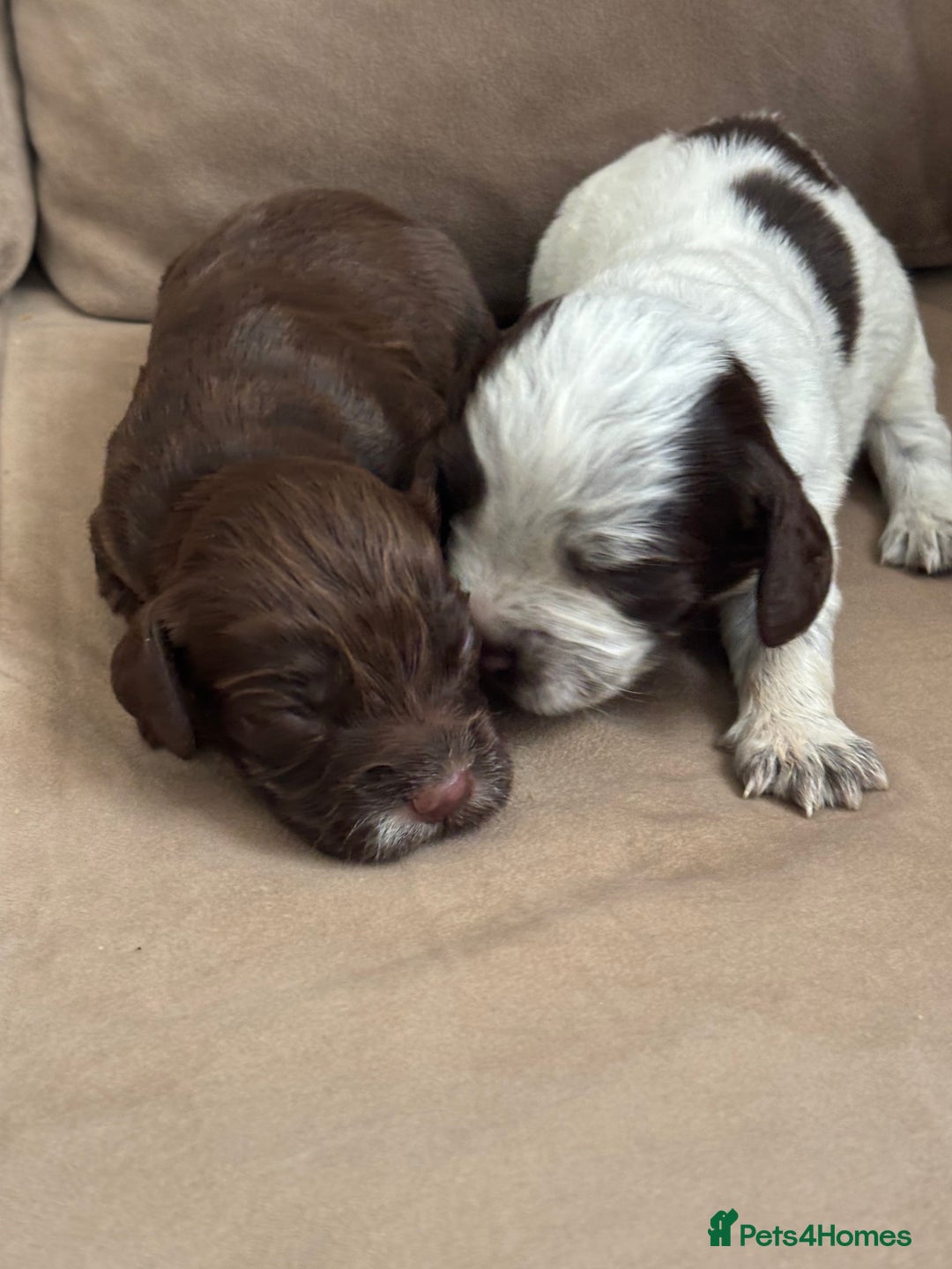 Cocker Spaniel dogs for sale: Cocker spaniel puppies  - Image 21