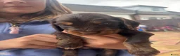 Cocker Spaniel dogs for sale: Gorgeous Cocker Spaniel (show) pups for sale! - Advert 17