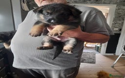 German Shepherd dogs for sale: Beautiful German shepherd pups - Image 17