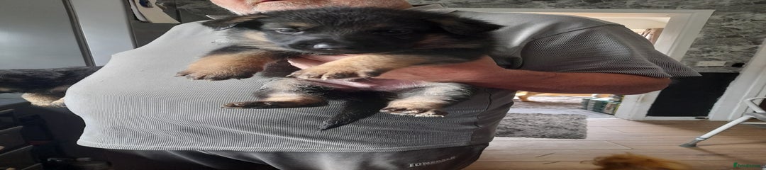 German Shepherd Puppy 5