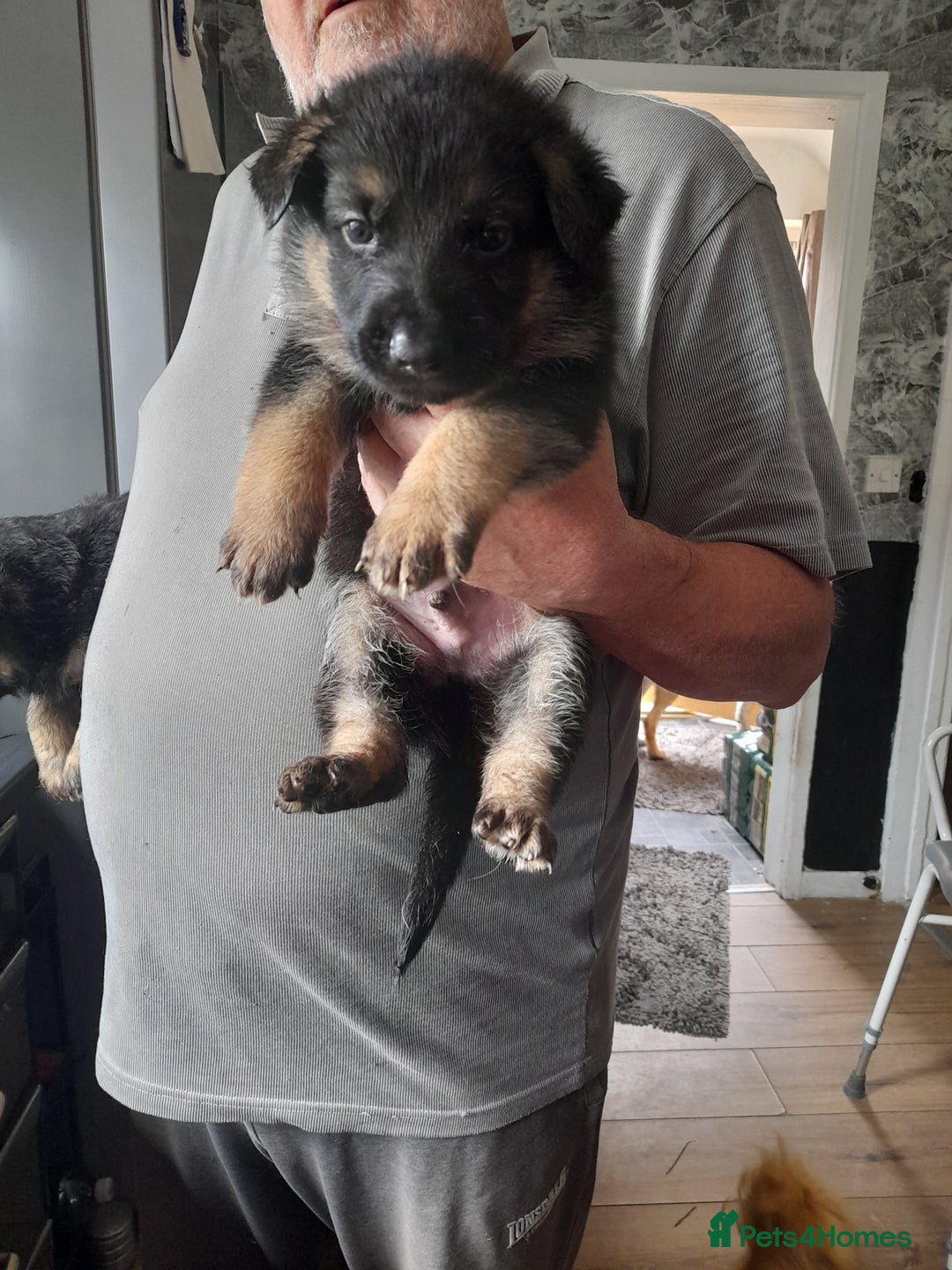 German Shepherd dogs for sale: Beautiful German shepherd pups - Image 17