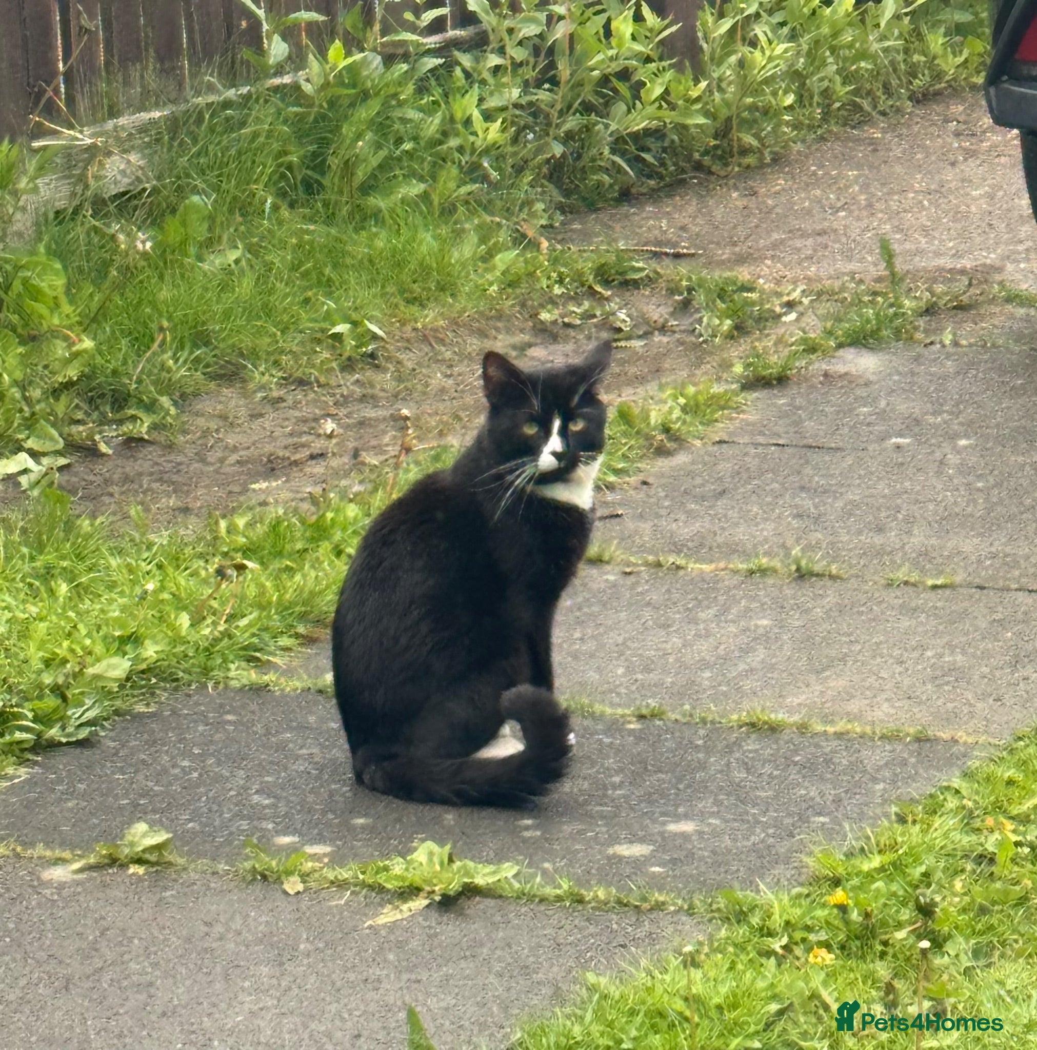 Mixed Breed cats Lovely Male Cat Looking for a Forever Home - Advert 3