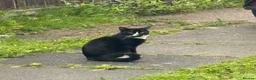 Mixed Breed cats for sale: Lovely Male Cat Looking for a Forever Home - Advert 1