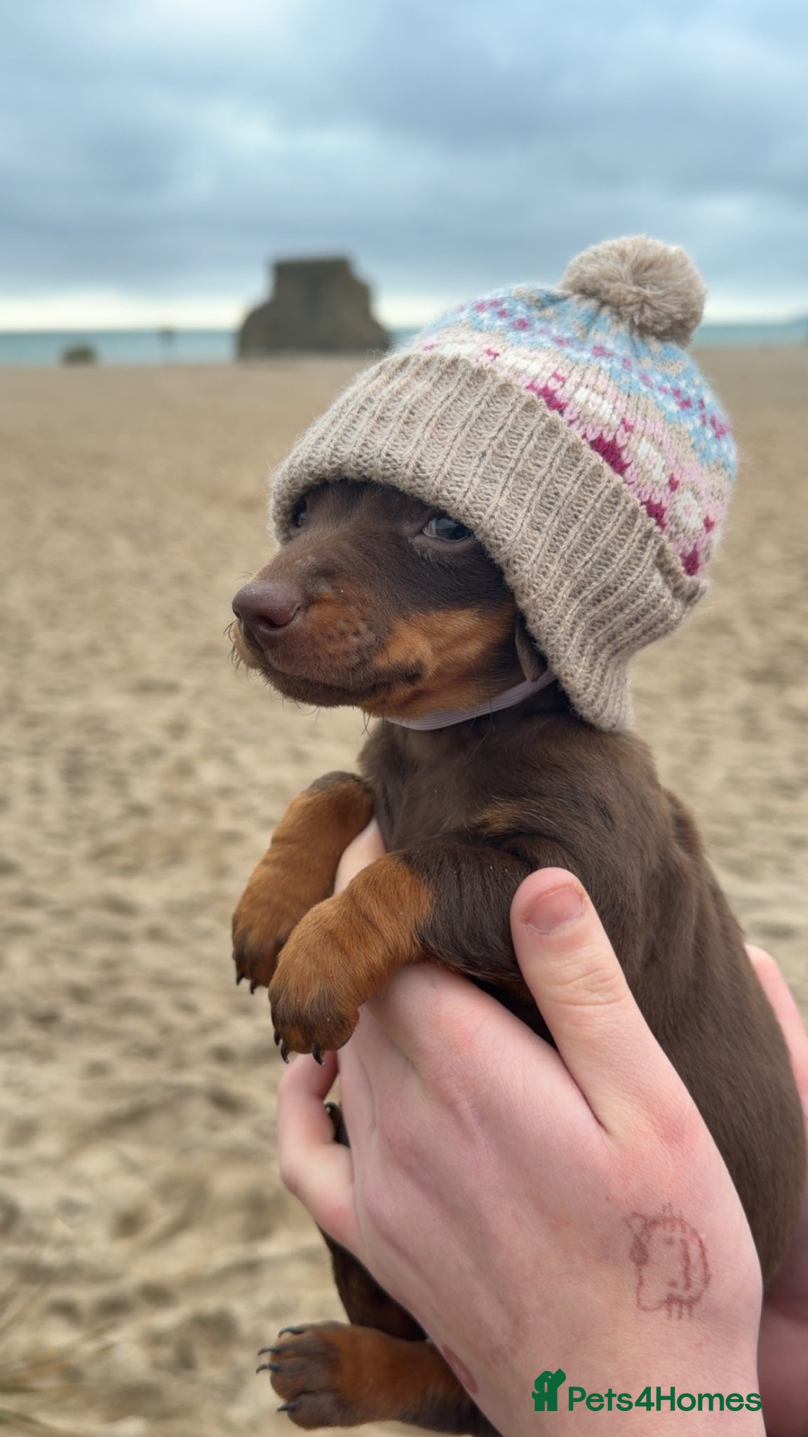 Dachshund dogs ✨ The Tiniest Little Sausages Are Finally Ready ✨ - Advert 1