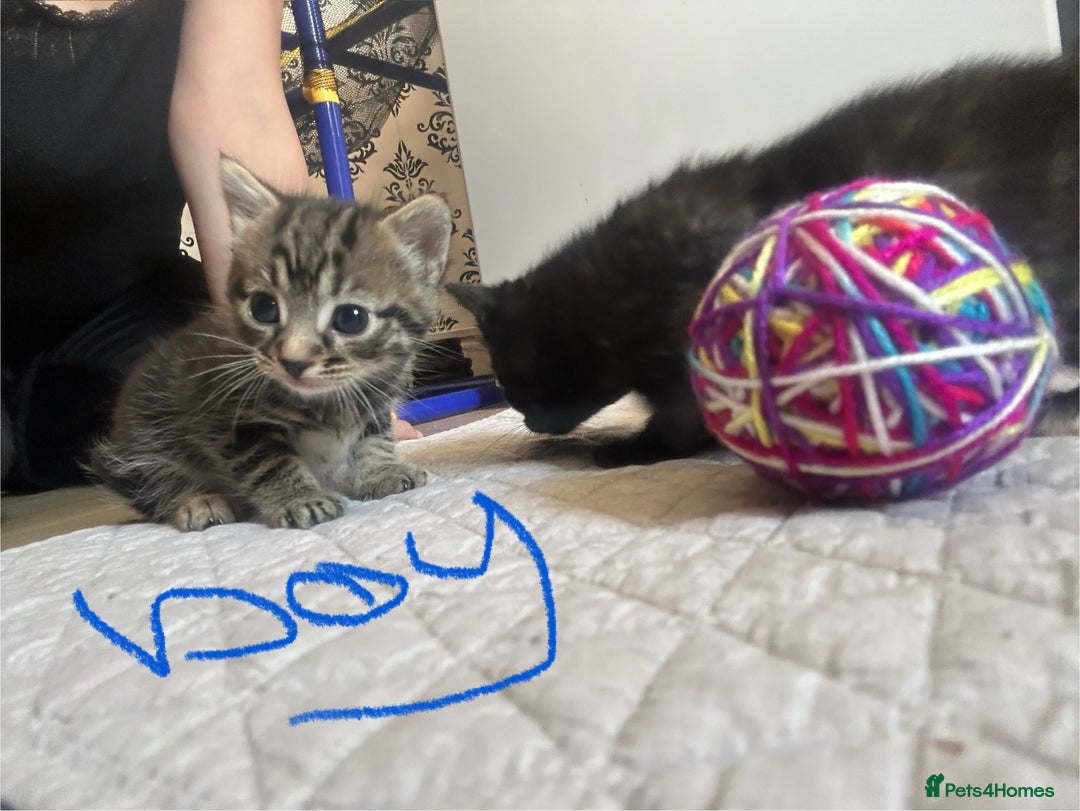 Mixed Breed cats for sale: 3 kitten  - Image 8