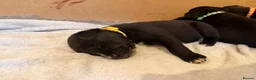Mixed Breed dogs for sale: Dalmatian × Belgian Malinois- Loving, Active Homes in Hemel Hempstead - Advert 9