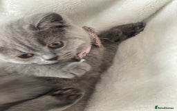 British Shorthair cats for sale: Beautiful  bsh gccf girl (champion breed lines) in Swanley - Image 7