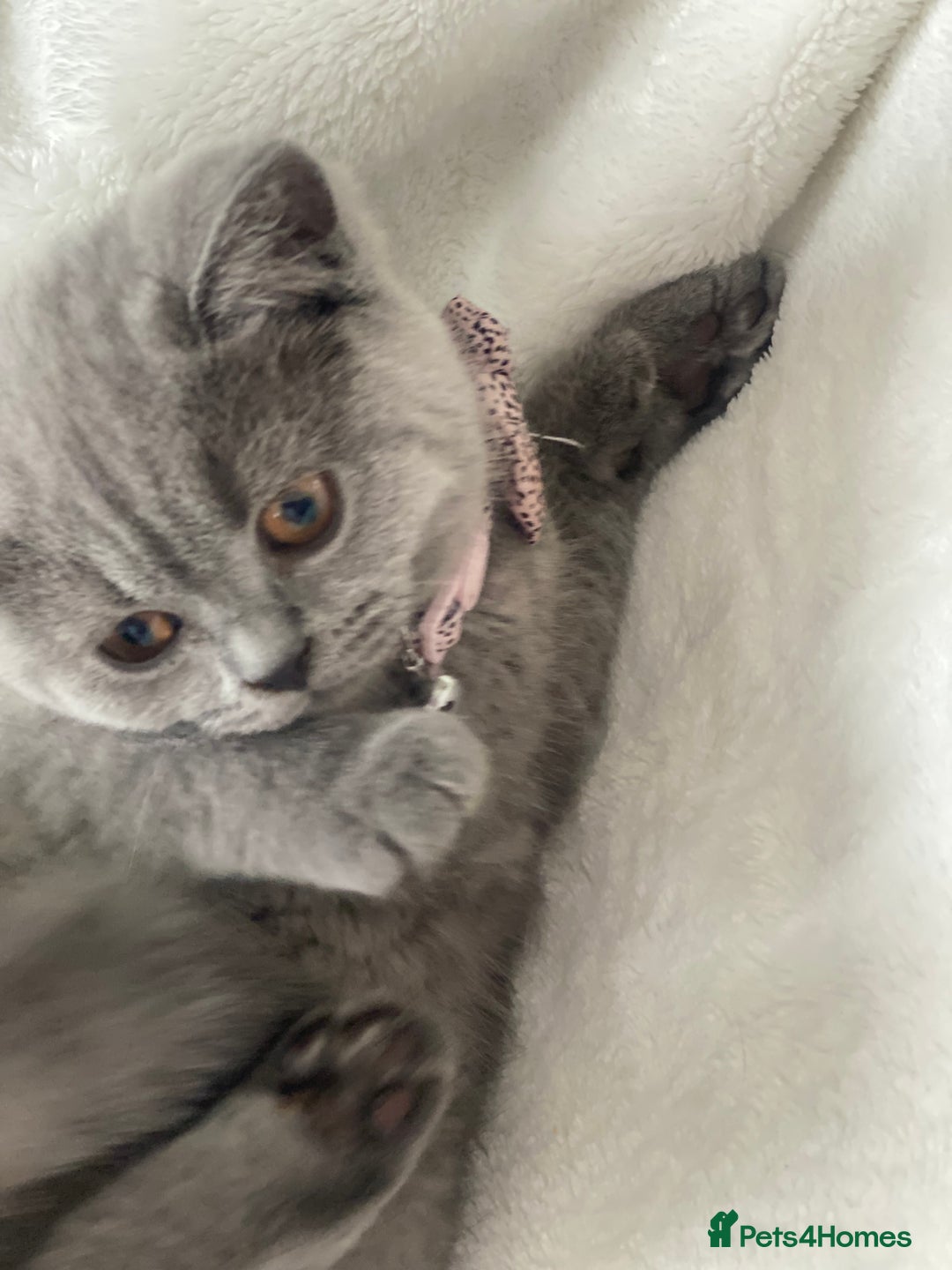 British Shorthair cats for sale: Beautiful  bsh gccf girl (champion breed lines) in Swanley - Image 7