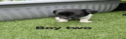 Mixed Breed dogs for sale: King Charles Cavalier x  - Advert 9