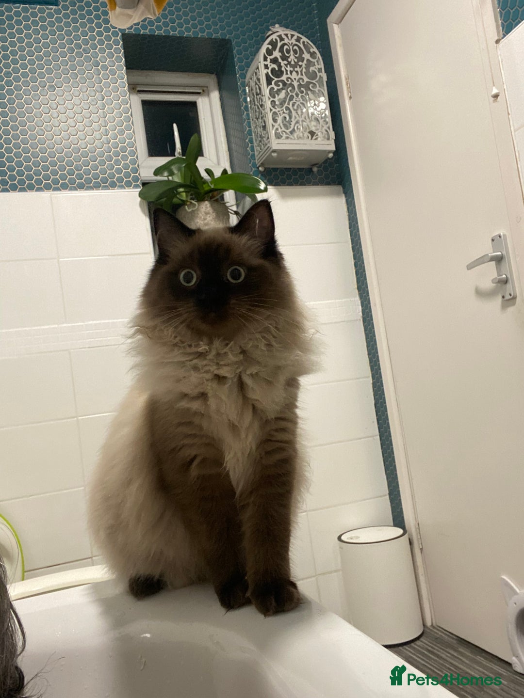 Ragdoll cats for sale: Pure Ragdoll  - Advert 4