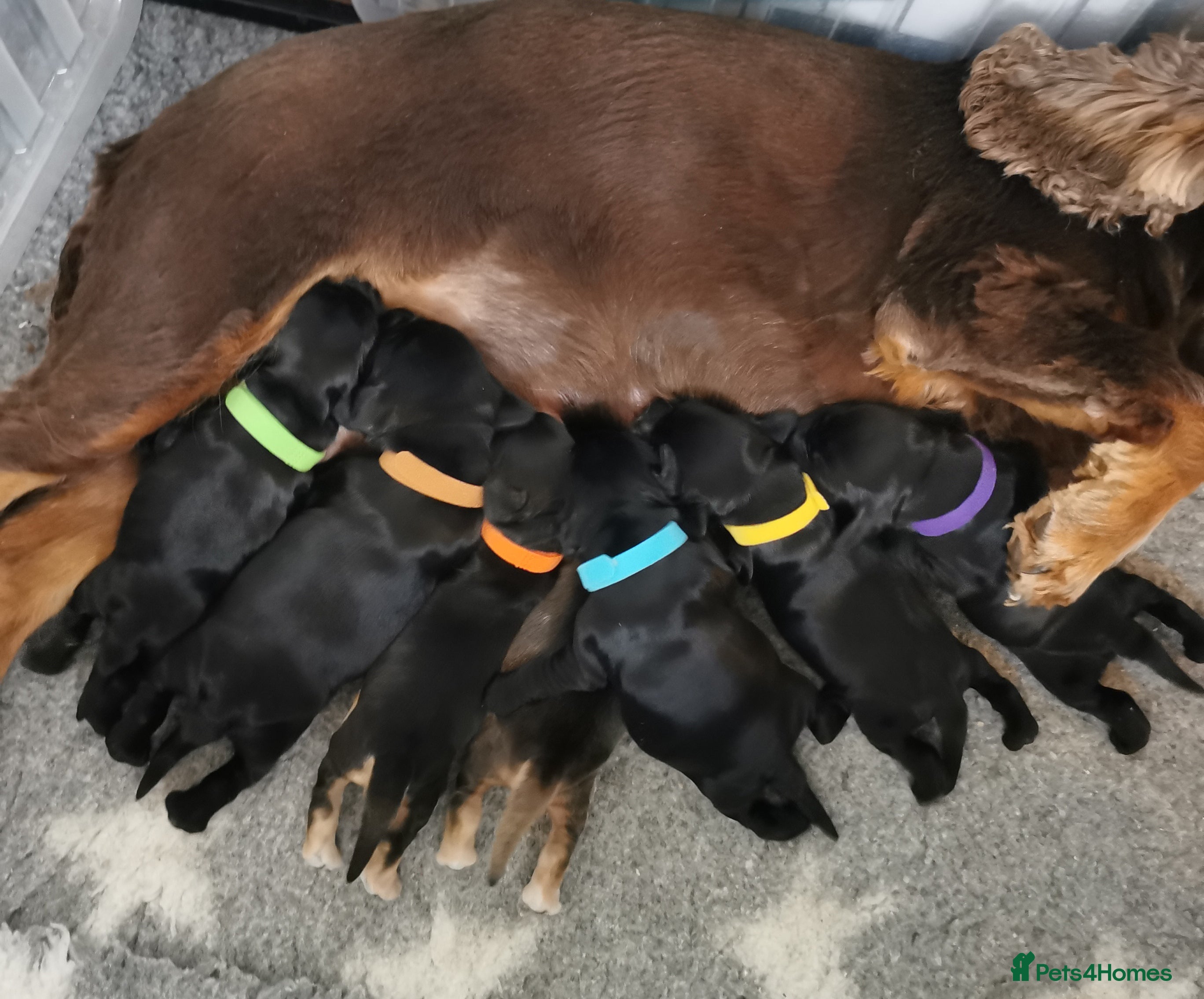 Cocker Spaniel dogs KC & DNA tested show type cocker spaniels puppies - Advert 1