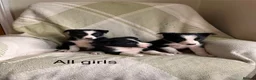 Border Collie dogs for sale: KC/ISDS Registered Beautiful Border Collie Pups - Advert 3