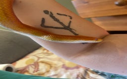 Corn Snake reptiles for sale: 10-15 year old girl looking for new home  - Image 3