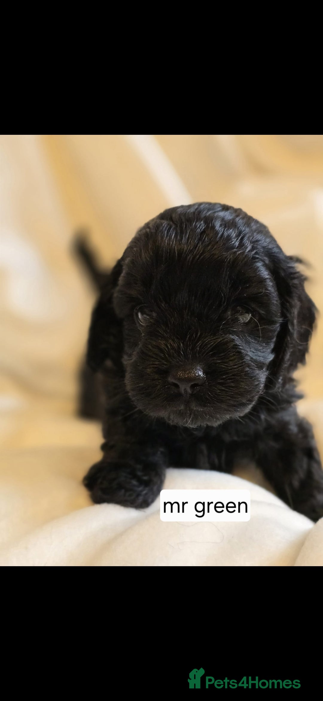 Cavapoo dogs for sale: F1 Cavapoos  - Image 3