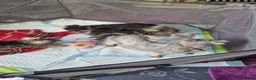 Miniature Schnauzer dogs for sale: 3 beautiful puppies left  - Advert 7