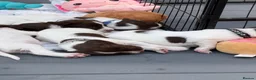 English Springer Spaniel dogs for sale: English springer spaniels puppies  in Preston - Advert 3