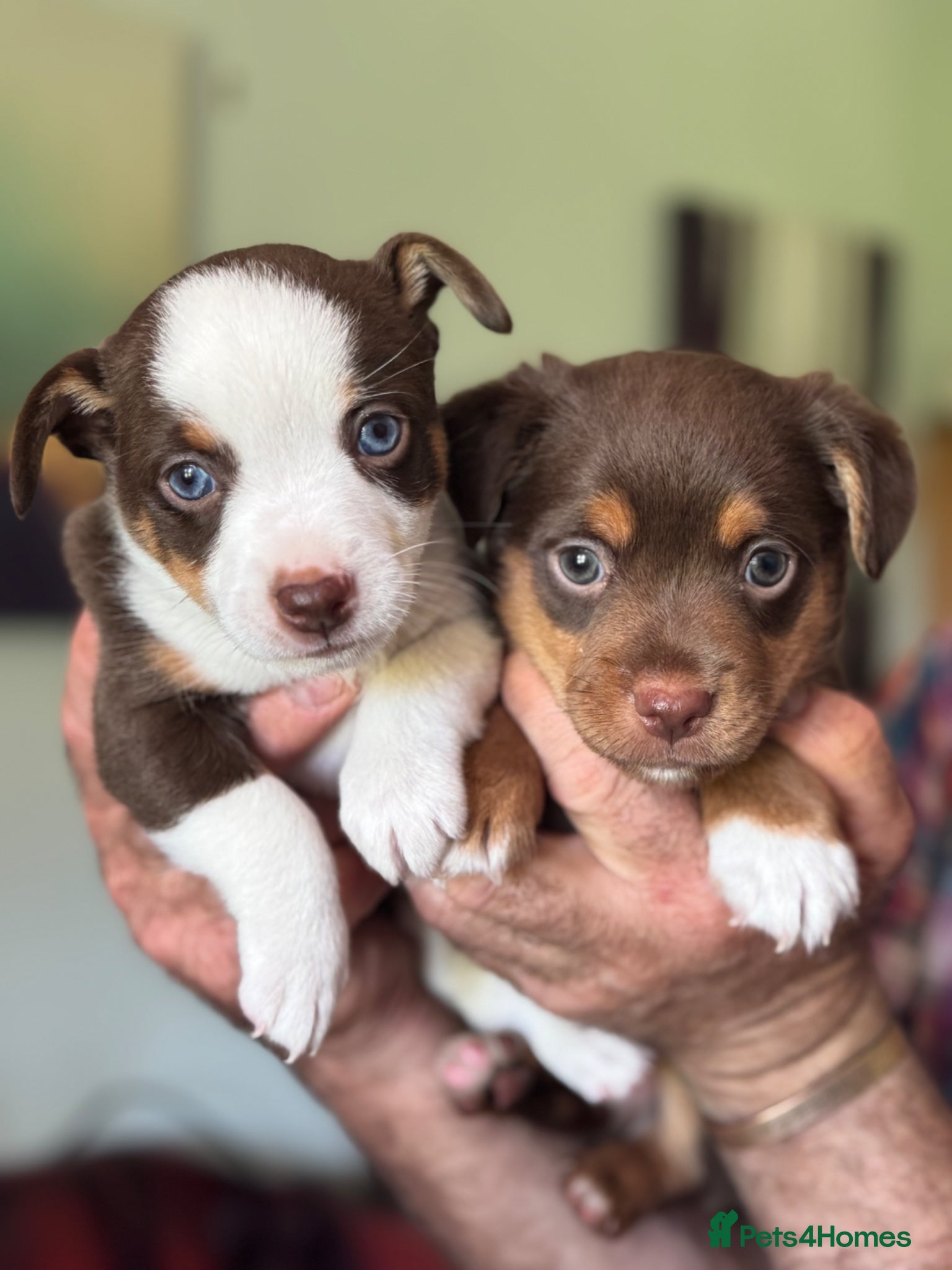 Mixed Breed dogs Adorable Jack Russell X Terrier puppies - Advert 2