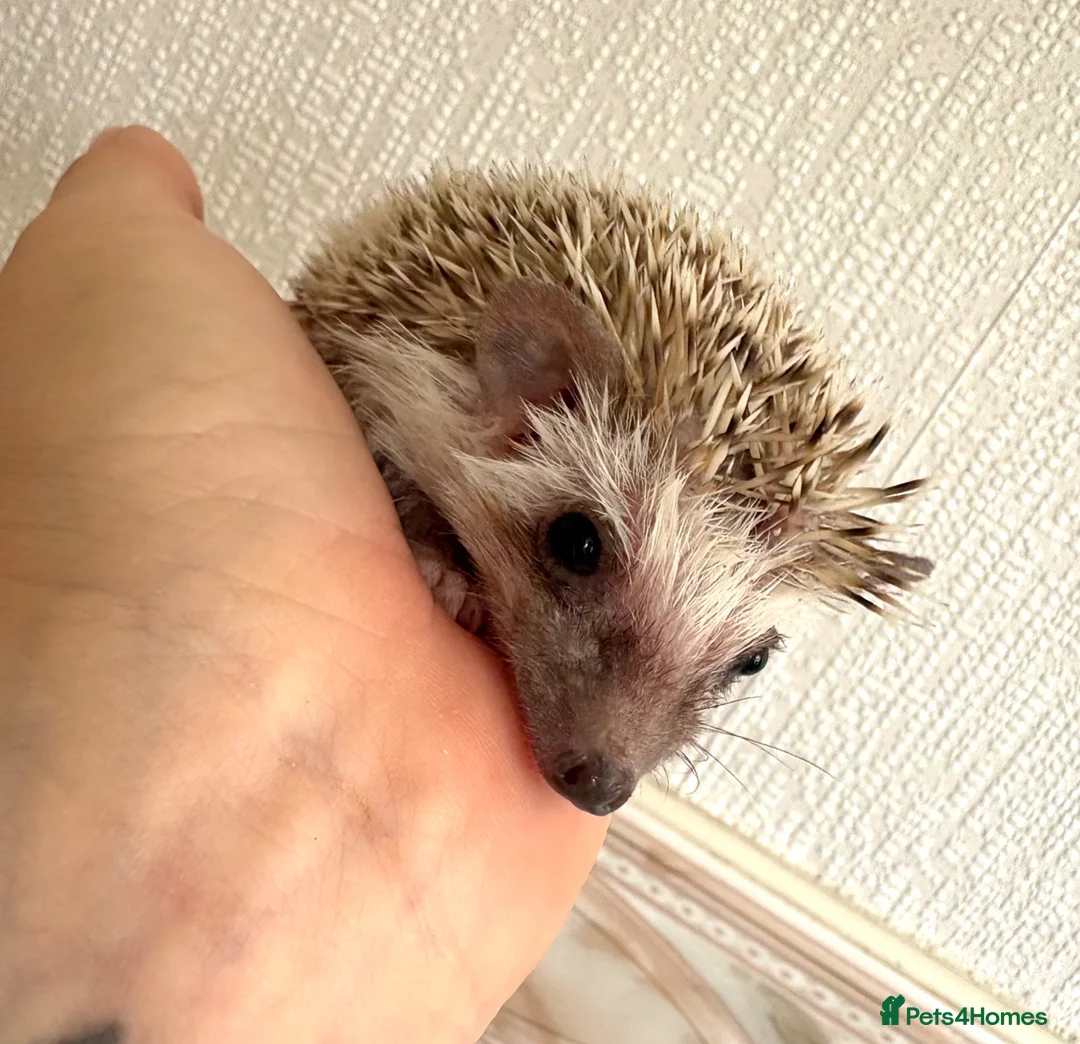 Pygmy Hedgehog rodents for sale: Baby Pygmy hedgehogs for sale  - Advert 2