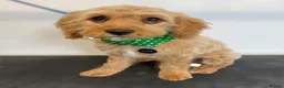 Cavapoo dogs for sale: 7 month Male Cavapoo - Advert 2
