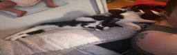 Mixed Breed cats for sale: 2 kittens 1 male 1 female - Advert 2