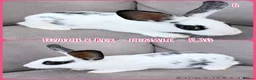 Mixed Breed rabbits for sale: Dutch x Rex Baby Rabbits - Advert 25