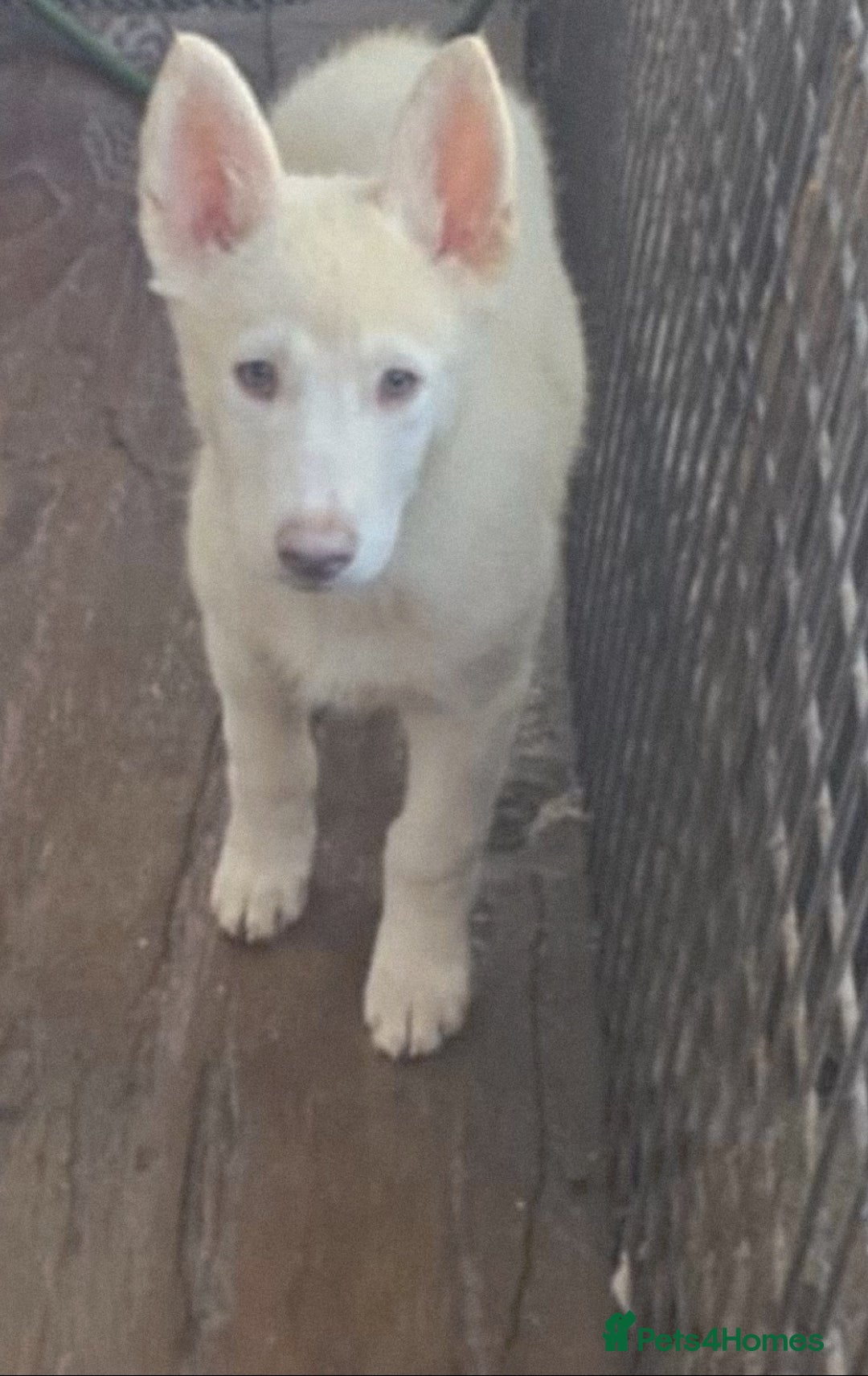 Akita dogs for sale: Akitahusky - Image 1