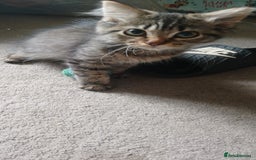 Mixed Breed cats for sale:  Kittens need new homes!! 🤗🤗 - Image 3