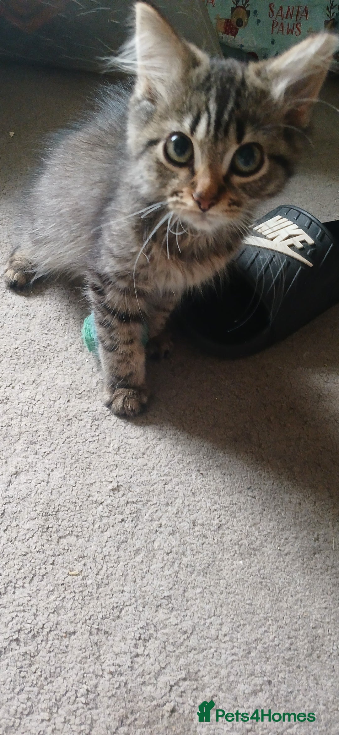 Mixed Breed cats for sale:  Kittens need new homes!! 🤗🤗 - Image 3
