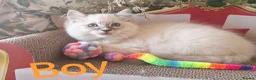 Ragdoll cats for sale: GCCF REGISTERED BEAUTIFUL RAGDOLLS KITTENS  - Advert 6