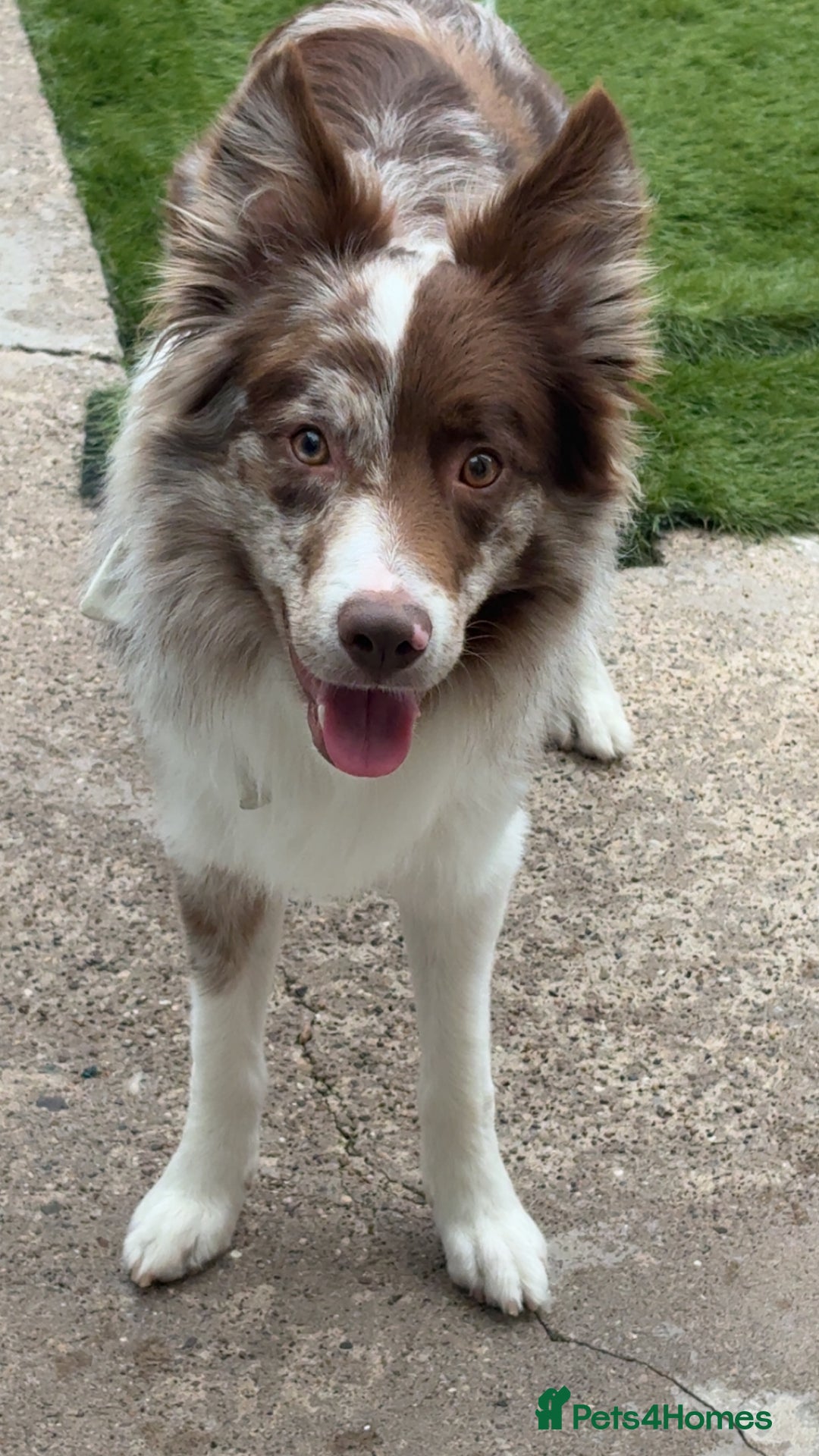 Border Collie dogs for sale: Border Collie - Advert 2