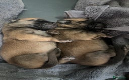 Belgian Shepherd Dog dogs for sale: Belgian Malinois Puppies  - Image 7