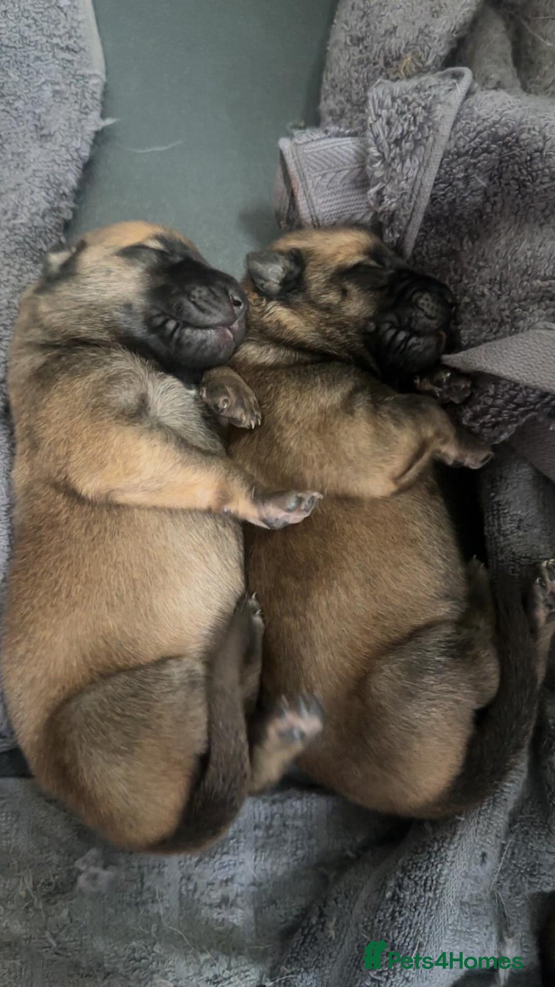 Belgian Shepherd Dog dogs for sale: Belgian Malinois Puppies  - Image 7
