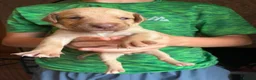 Mixed Breed dogs for sale: Beautiful puppies of our Family pets  - Advert 12
