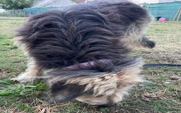 Mixed Breed dogs for adoption: Meet AIDA - a Superb big Girl, for a Loving Home - Image 16