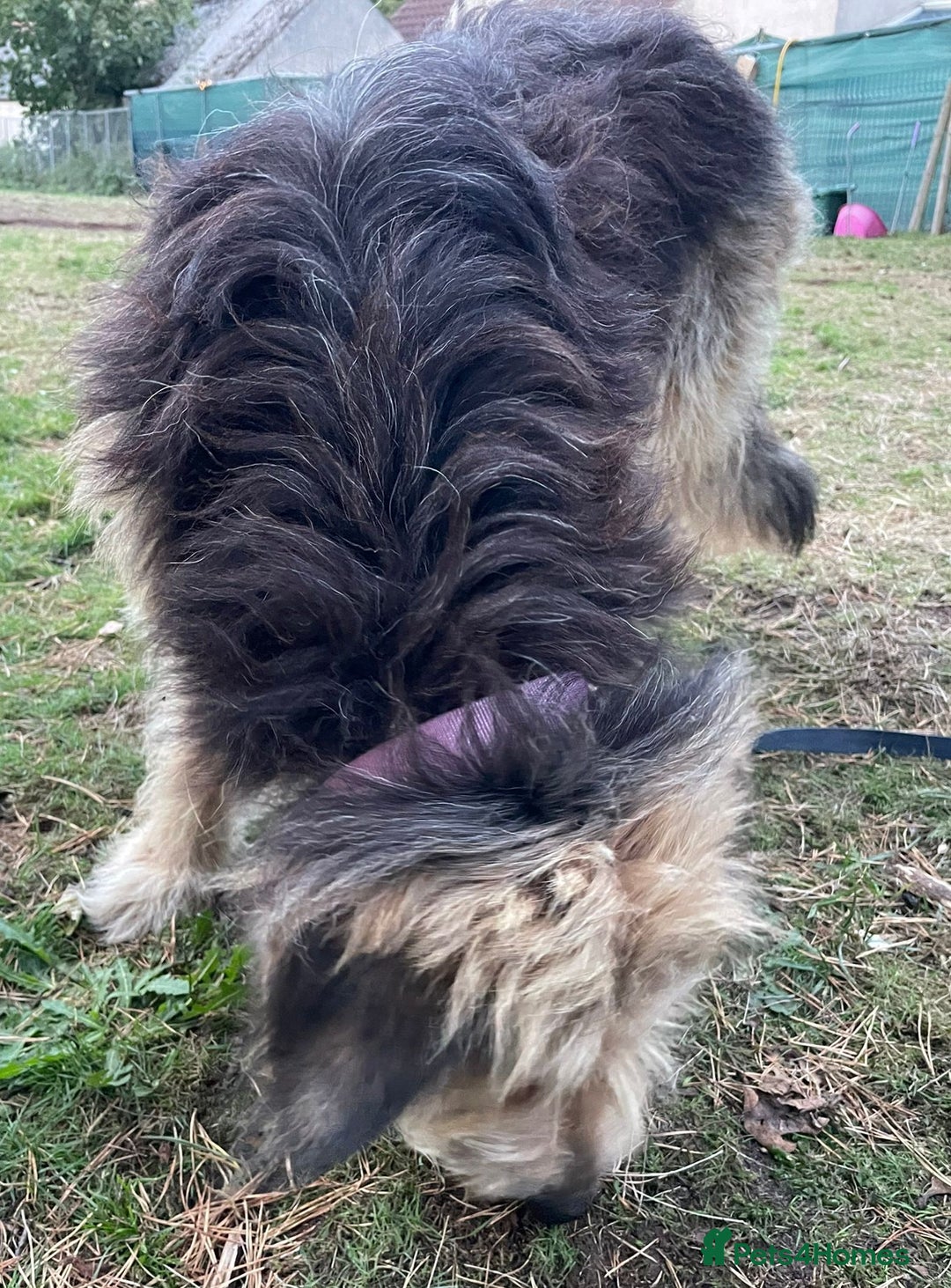 Mixed Breed dogs for adoption: Meet AIDA - a Superb big Girl, for a Loving Home - Image 16