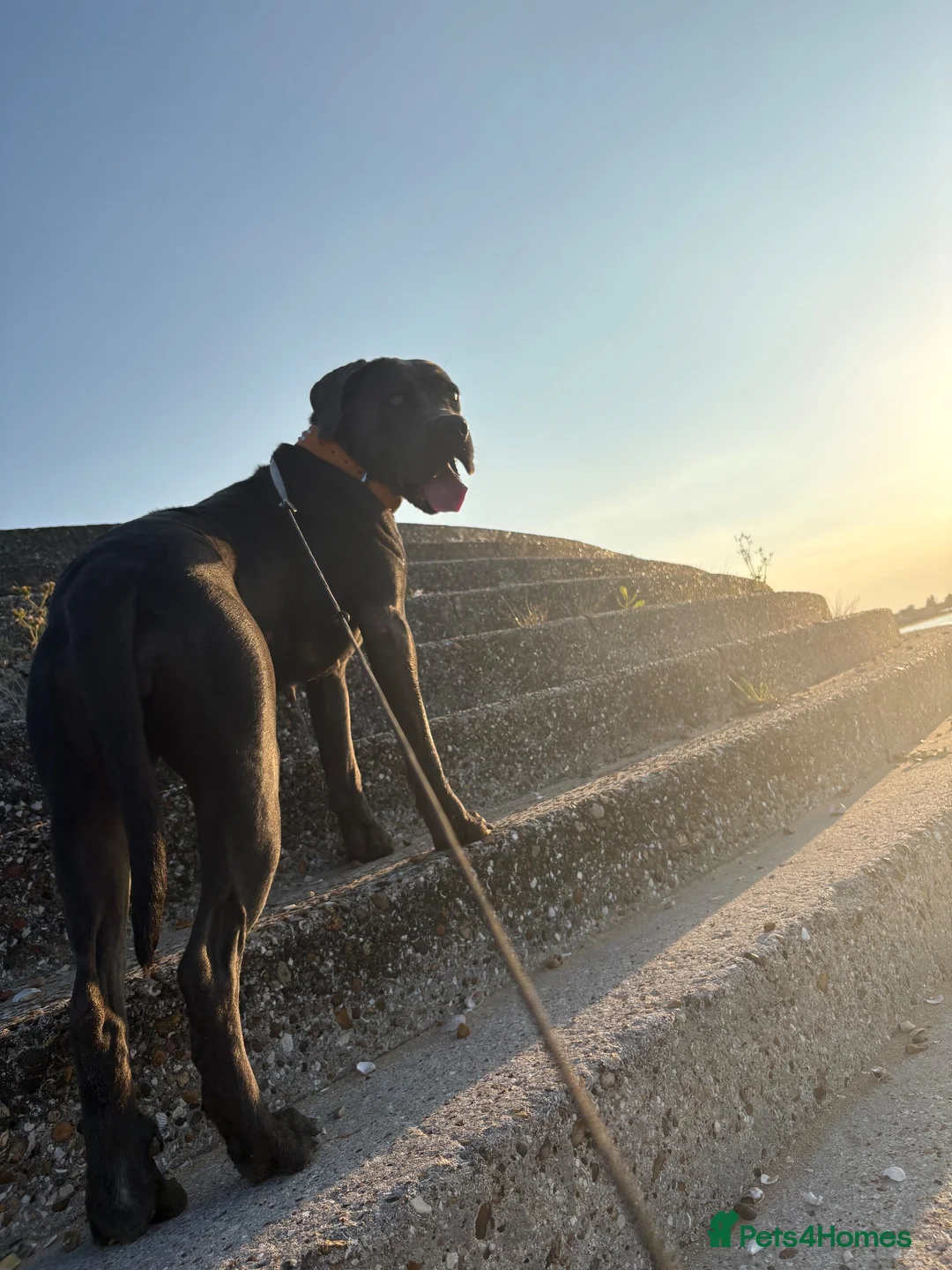 Cane Corso dogs for sale: Cane corso Female in Sheerness - Advert 2