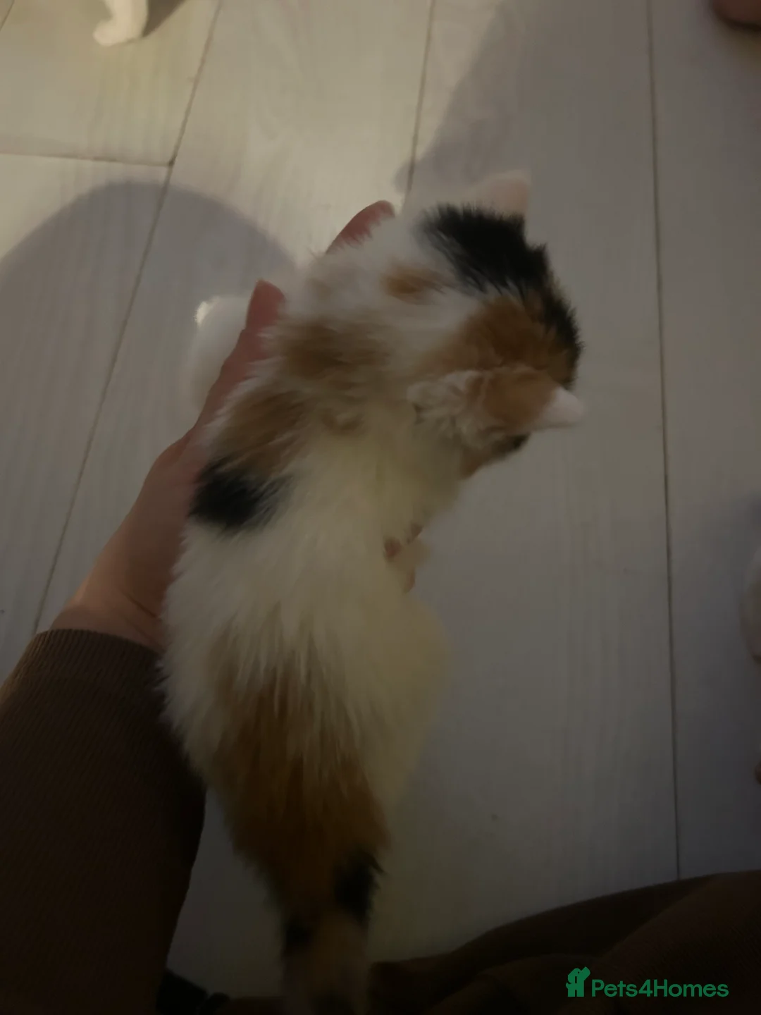 Mixed Breed cats for sale: 3 kittens for sale  - Advert 8