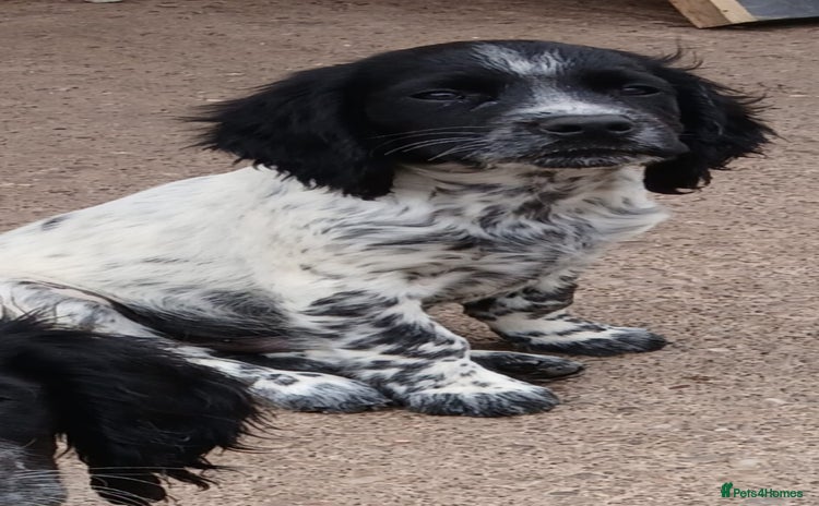 Cocker Spaniel dogs - Advert 13