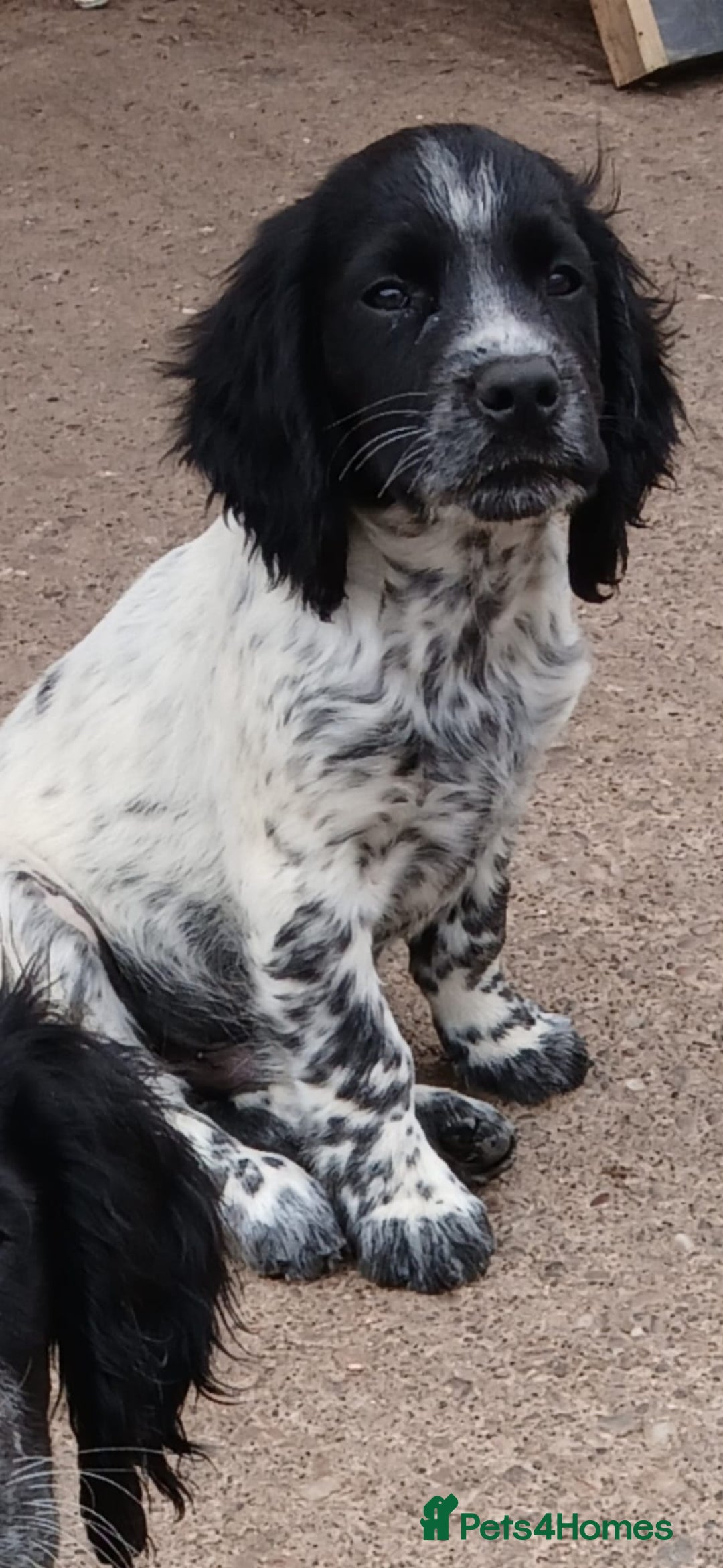 Cocker Spaniel dogs for sale: working type Cocker spaniel puppies available  - Image 1