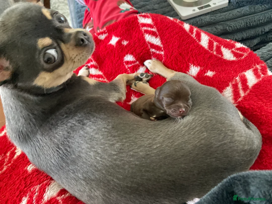 Chihuahua dogs for sale: Beautiful male chocolate chihuahua puppy in Middlesbrough - Advert 2