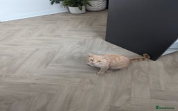 British Shorthair cats for sale: 2 lovely brothers - Image 2