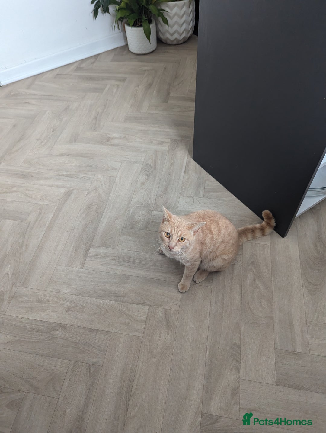 British Shorthair cats for sale: 2 lovely brothers - Image 2