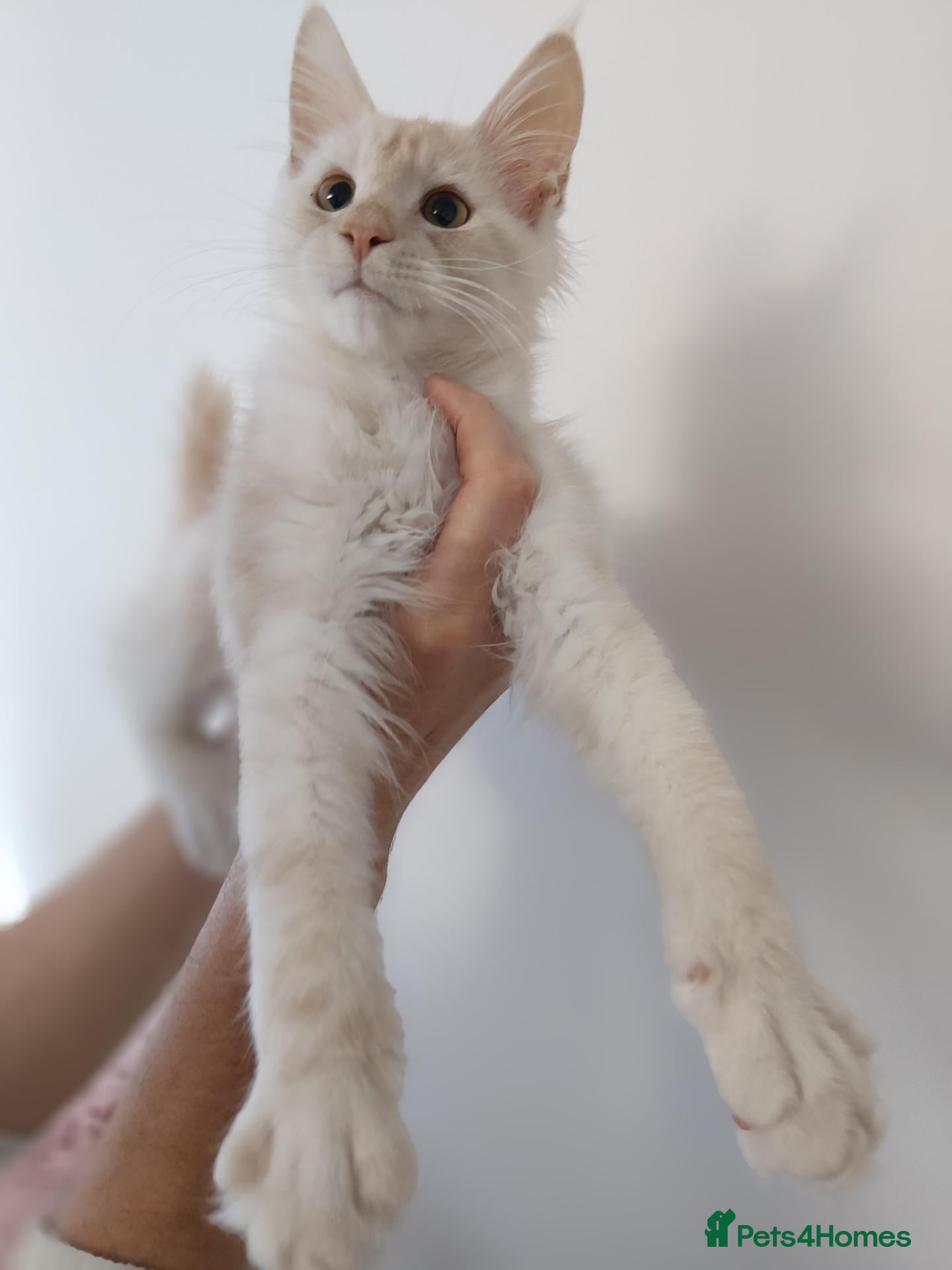 Maine Coon cats  RARELY LION KING - Advert 10