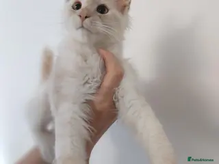 Maine Coon cats RARELY LION KING - Advert 10