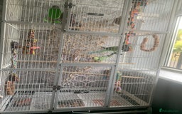 Parakeets birds for sale: 2 African Ringneck Parakeets - Image 5