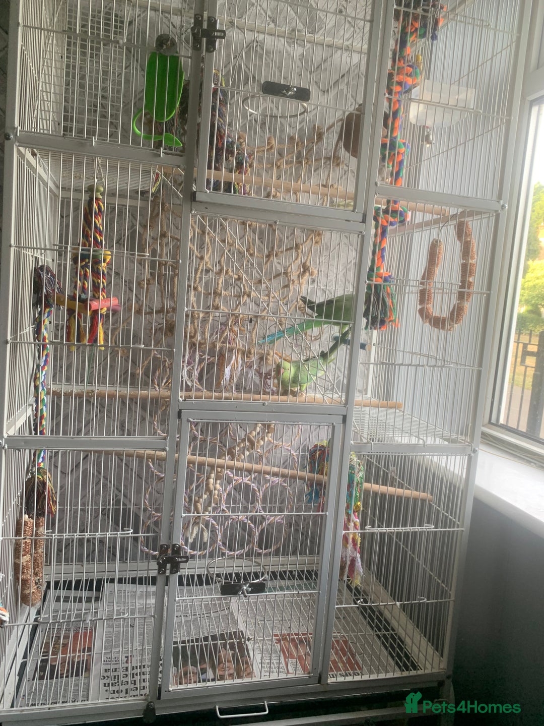 Parakeets birds for sale: 2 African Ringneck Parakeets - Image 5