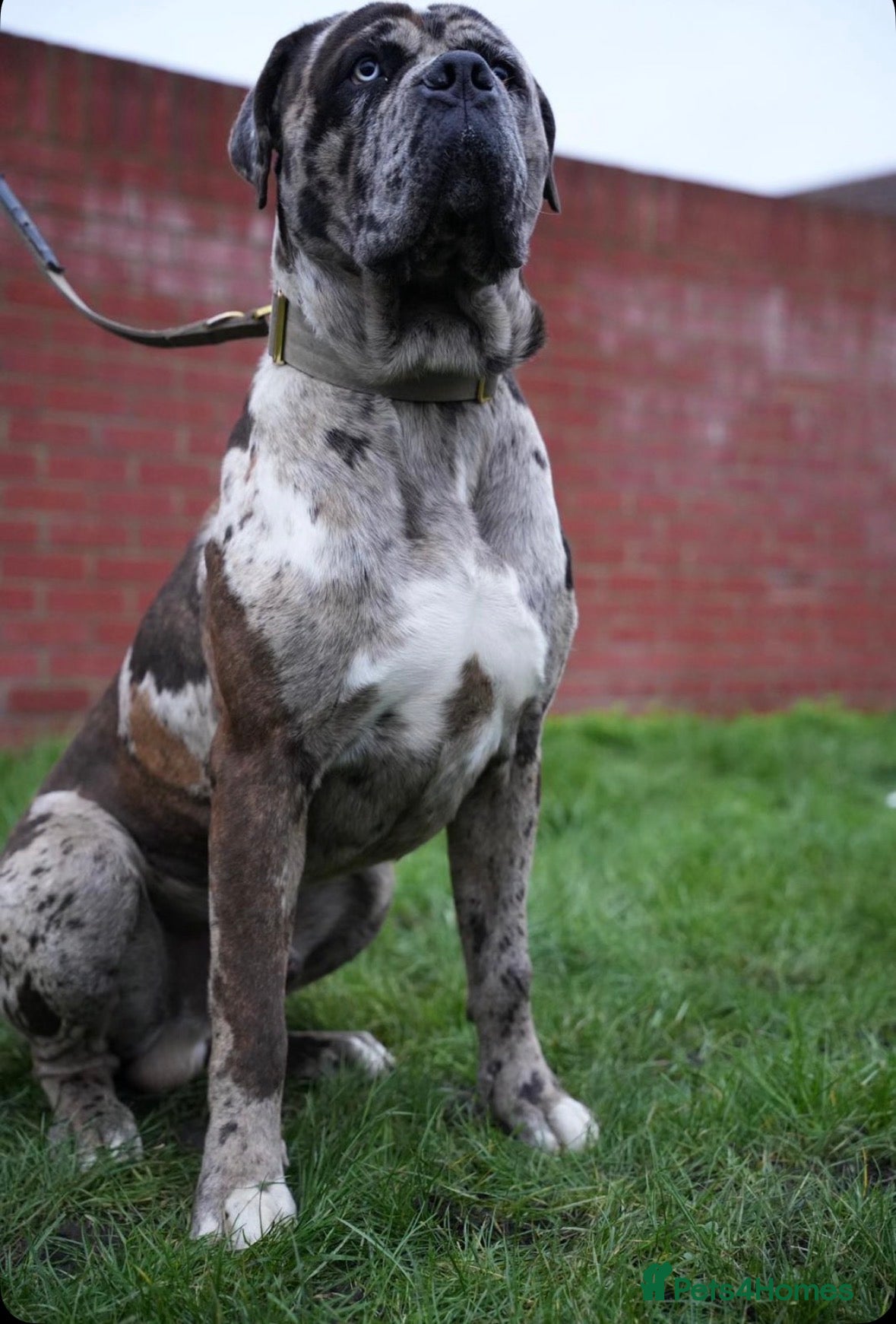 Mixed Breed dogs cane corso - Advert 1