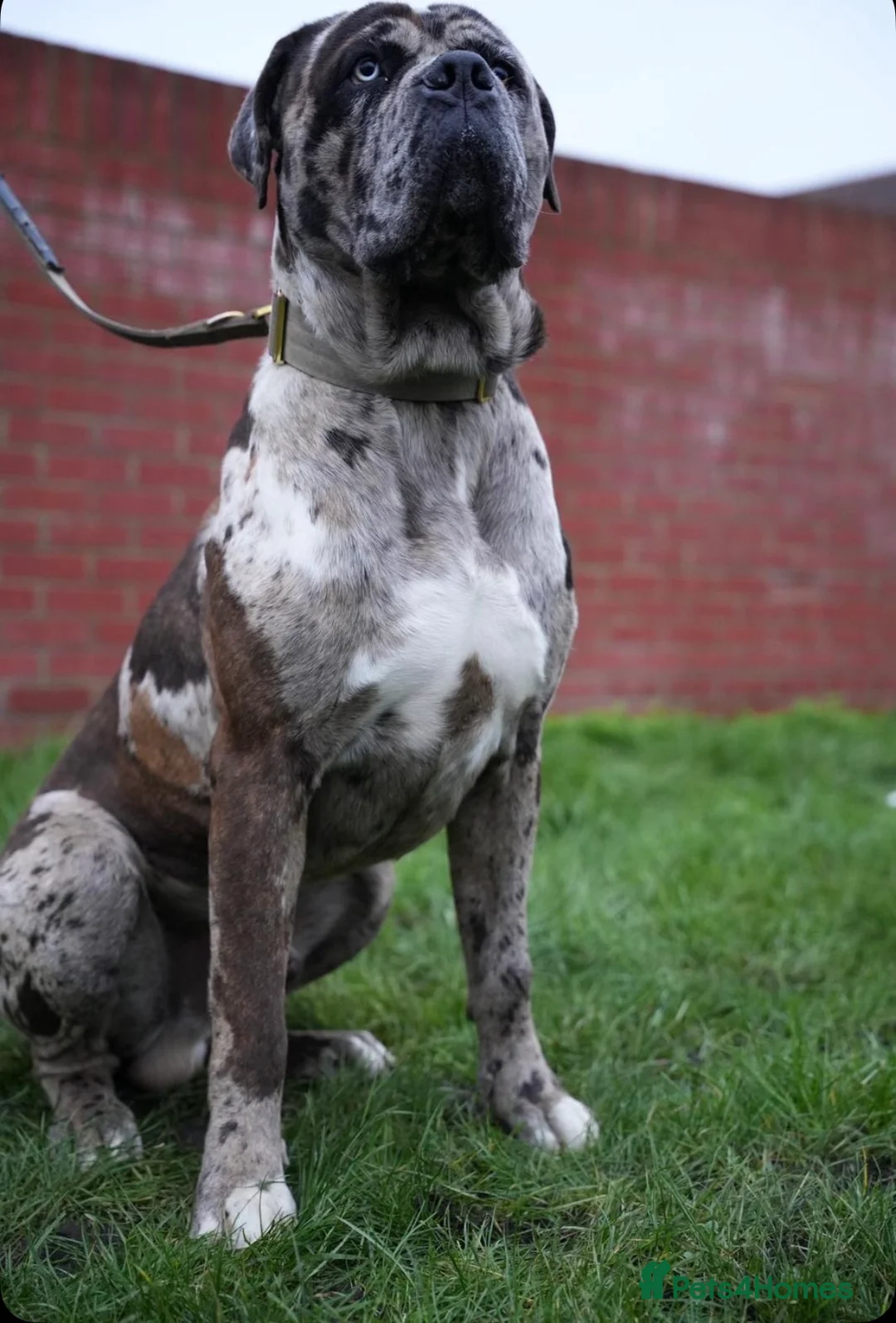 Mixed Breed dogs for sale: cane corso - Advert 1