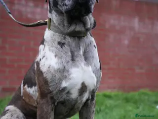 Mixed Breed dogs cane corso - Advert 1