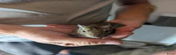 Degus rodents for sale: 5 females Degus ready for their forever homes - Advert 5
